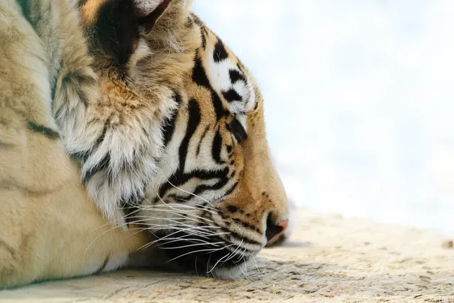 13 Marzo: Giornata Mondiale del Sonno